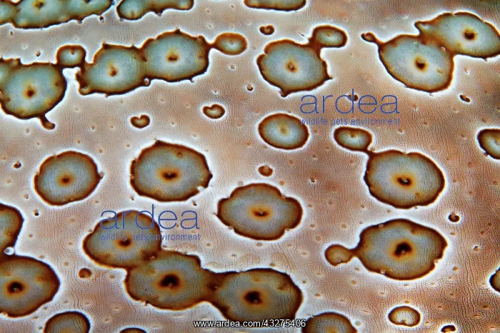 : Detail, skin surface of leopard sea cucumber (Bohadschia : Detail, skin surface of leopard sea cucumber (Bohadschia
