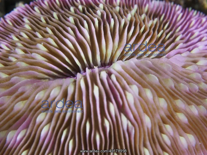 : Detailed close-up of a pink mushroom coral (Fungia fungites) : Detailed close-up of a pink mushroom coral (Fungia fungites)