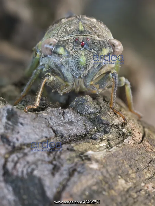 : Detailed close-up view of the face of a newly e : Detailed close-up view of the face of a newly e