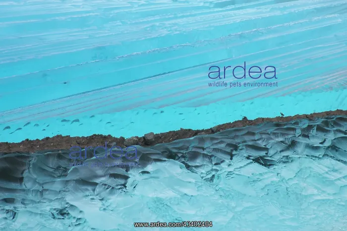 : Details of an ice floe at Negribreen glacier - Storfjord : Details of an ice floe at Negribreen glacier - Storfjord