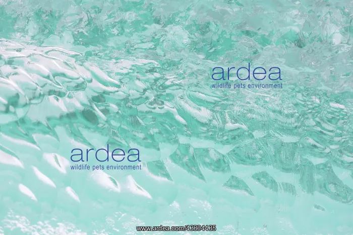 : Details of an ice floe at Waggonwaybreen glacier : Details of an ice floe at Waggonwaybreen glacier