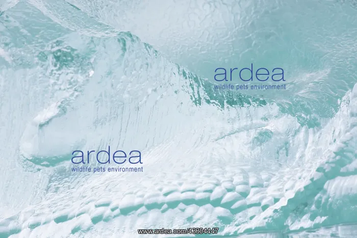 : Details of an ice floe at Waggonwaybreen glacier : Details of an ice floe at Waggonwaybreen glacier