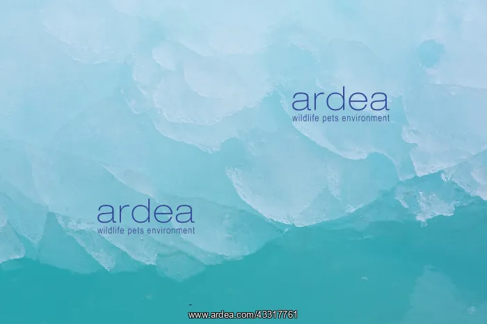 : Details of an ice floe at Waggonwaybreen glacier : Details of an ice floe at Waggonwaybreen glacier