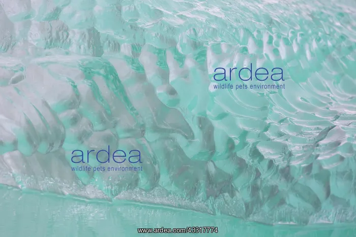 : Details of an ice floe at Waggonwaybreen glacier : Details of an ice floe at Waggonwaybreen glacier