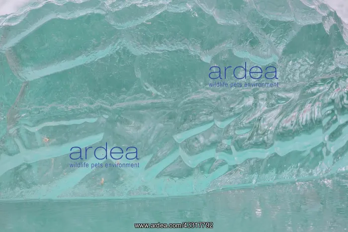 : Details of an ice floe at Waggonwaybreen glacier : Details of an ice floe at Waggonwaybreen glacier