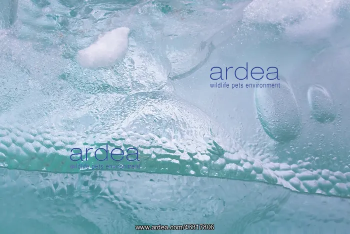 : Details of an ice floe at Waggonwaybreen glacier : Details of an ice floe at Waggonwaybreen glacier