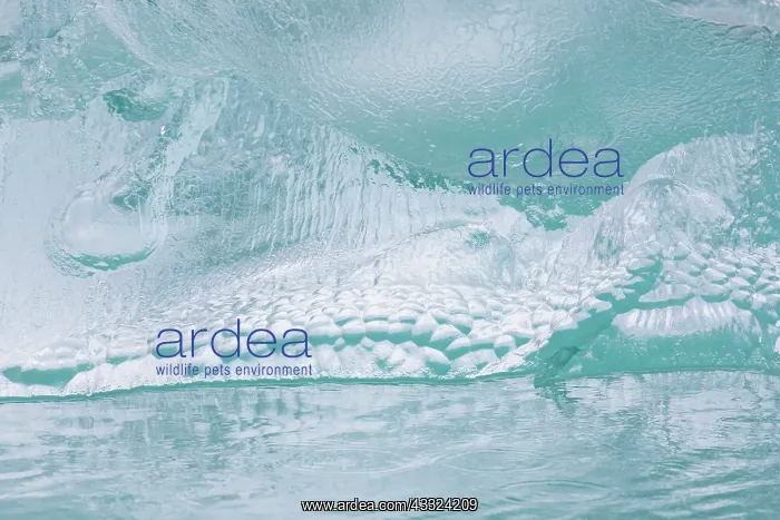 : Details of an ice floe at Waggonwaybreen glacier : Details of an ice floe at Waggonwaybreen glacier