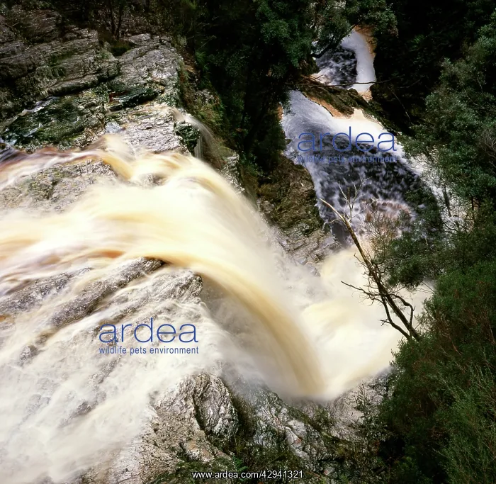 : Detention Falls, northwestern Tasmania, Australia : Detention Falls, northwestern Tasmania, Australia