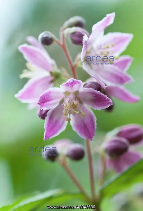 : Deutzia. Cluster of five-petalled pale pink flowers fading to centre of : Deutzia. Cluster of five-petalled pale pink flowers fading to centre of