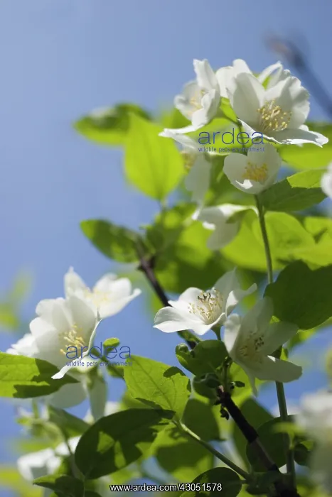 : Deutzia, Deutzia gracilis : Deutzia, Deutzia gracilis