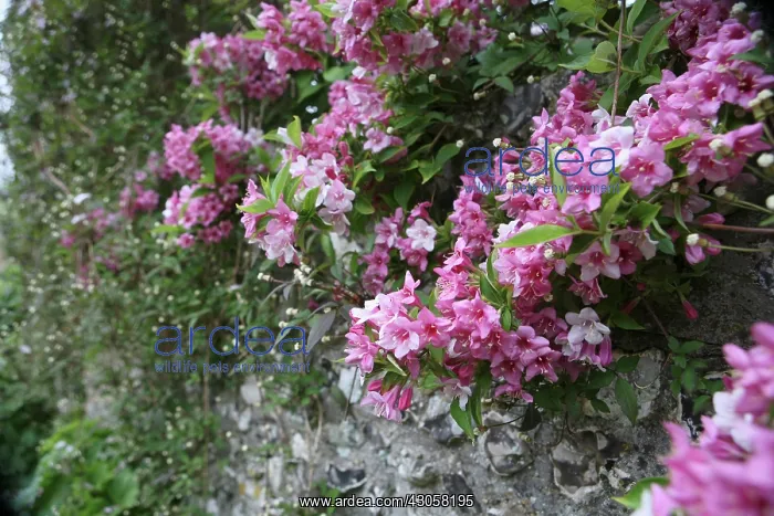 : Deutzia : Deutzia