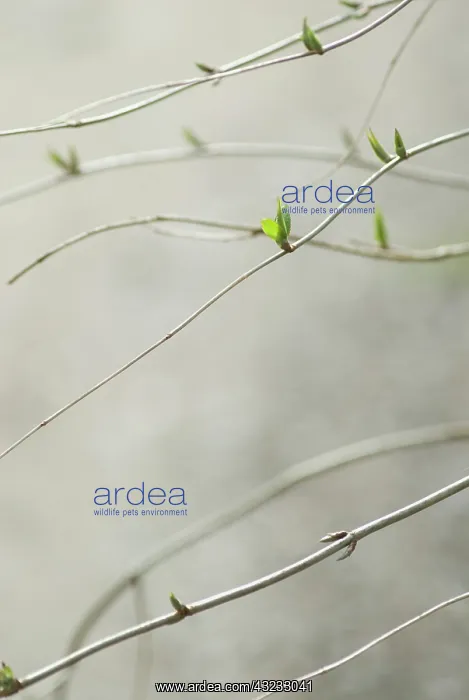 : Deutzia, Deutzia corymbosa : Deutzia, Deutzia corymbosa