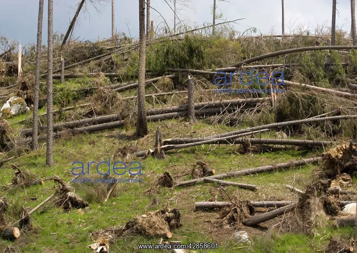  : Devastated coniferous forest, by high winds, along