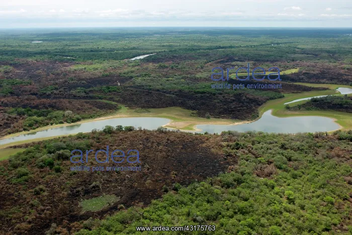 : Devastated forest after fire, Pantanal : Devastated forest after fire, Pantanal