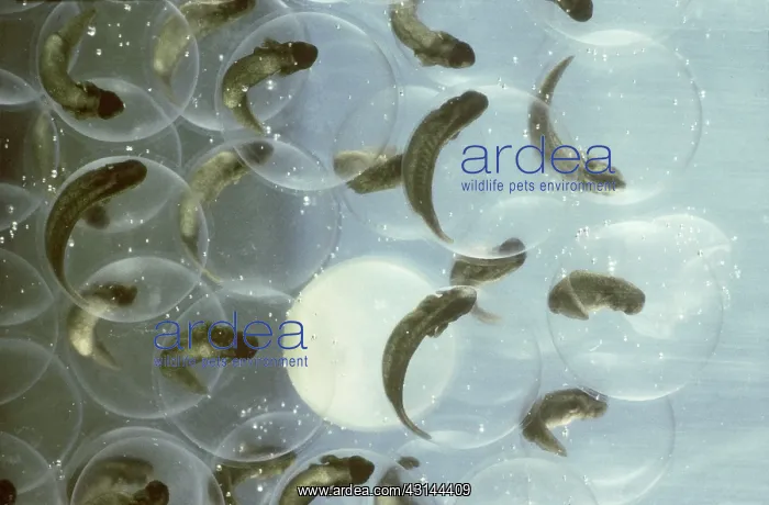 : Developing Bullfrog Eggs : Developing Bullfrog Eggs