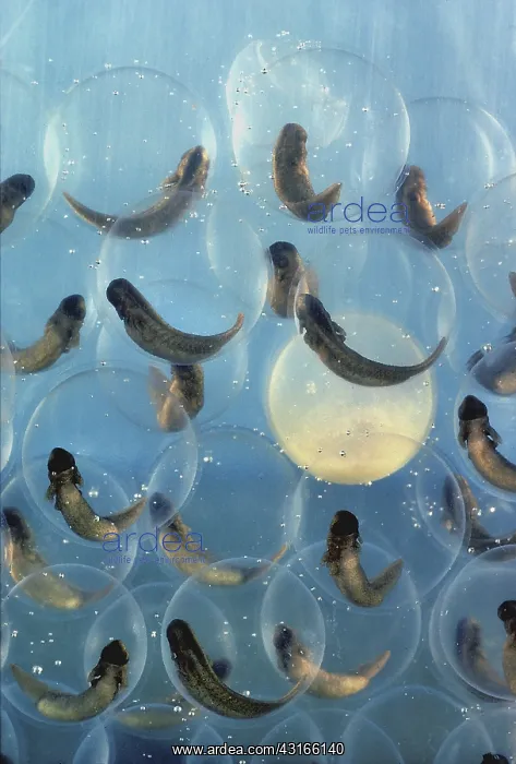 : Developing Bullfrog Eggs : Developing Bullfrog Eggs