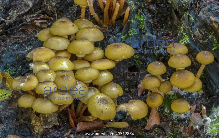 : Developing clump of Honey fungus, Armillaria mel : Developing clump of Honey fungus, Armillaria mel
