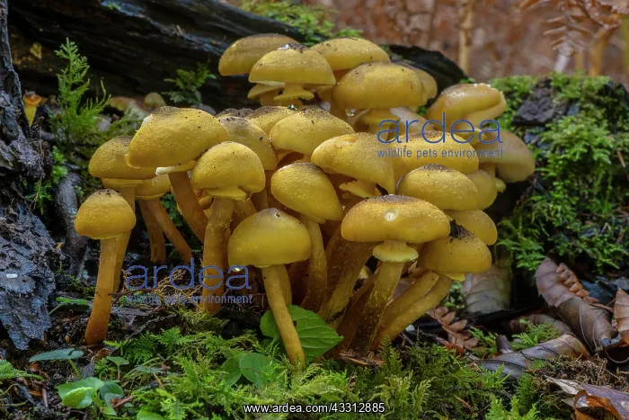: Developing clump of Honey fungus, Armillaria mel : Developing clump of Honey fungus, Armillaria mel