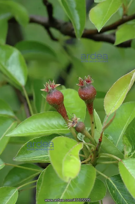 : Developing Pears : Developing Pears