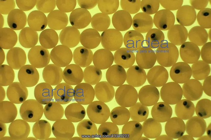  : Developing Trout Eggs