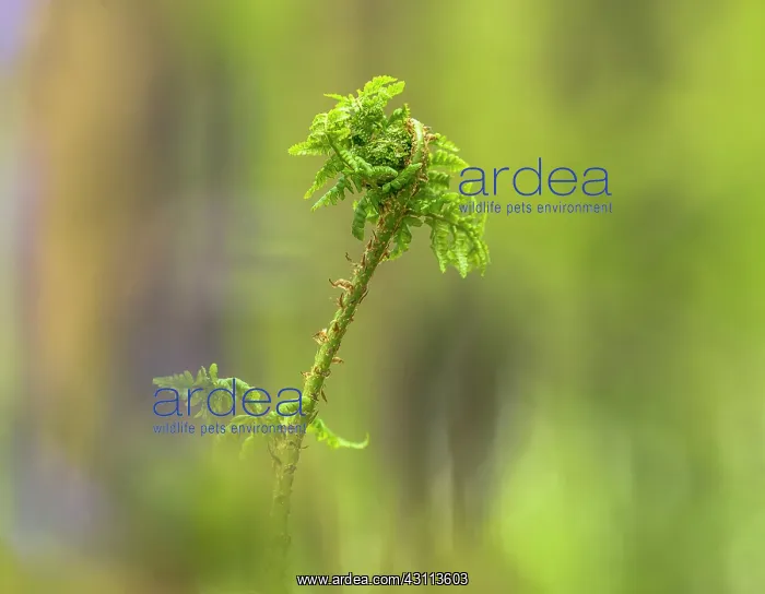 : fern. developing young green fern in Hallerbos : fern. developing young green fern in Hallerbos