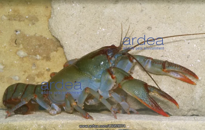 : Devil Crayfish : Devil Crayfish