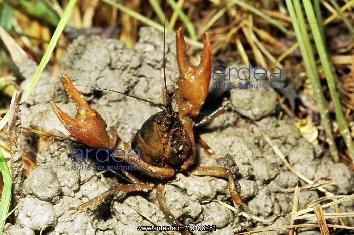 : Devil Crayfish : Devil Crayfish