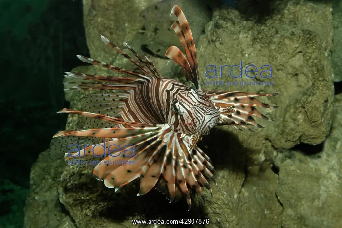 : Devil Firefish / Lionfish : Devil Firefish / Lionfish