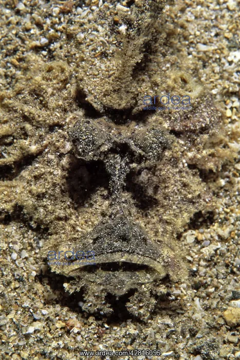 : Devil scorpion fish, Inimicus didactylus, Walindi, West New : Devil scorpion fish, Inimicus didactylus, Walindi, West New
