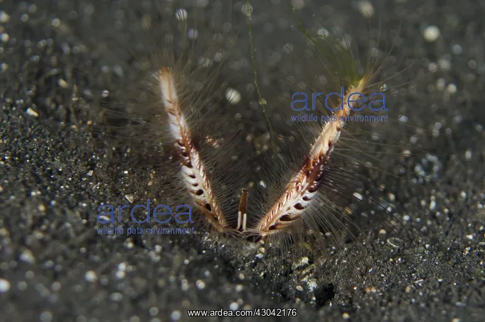 : Devil Worm - in black sand - Night dive, TK1 dive : Devil Worm - in black sand - Night dive, TK1 dive