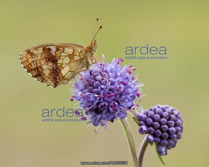 : Devil's-bit Scabious : Devil's-bit Scabious