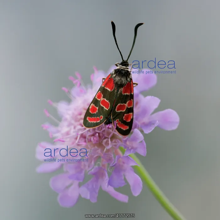 : Devil's-bit Scabious : Devil's-bit Scabious
