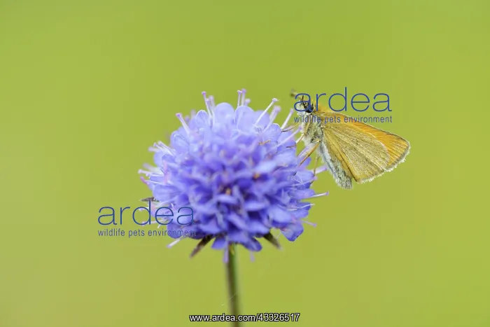 : Devil's-bit Scabious : Devil's-bit Scabious