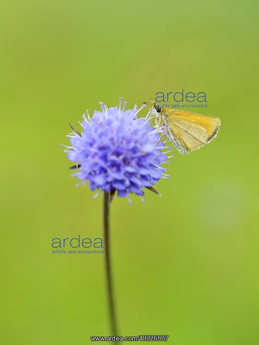 : Devil's-bit Scabious : Devil's-bit Scabious