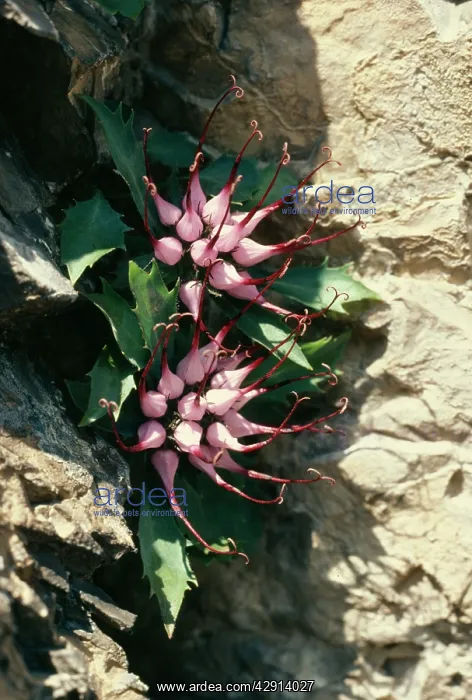 : DEVIL'S CLAW