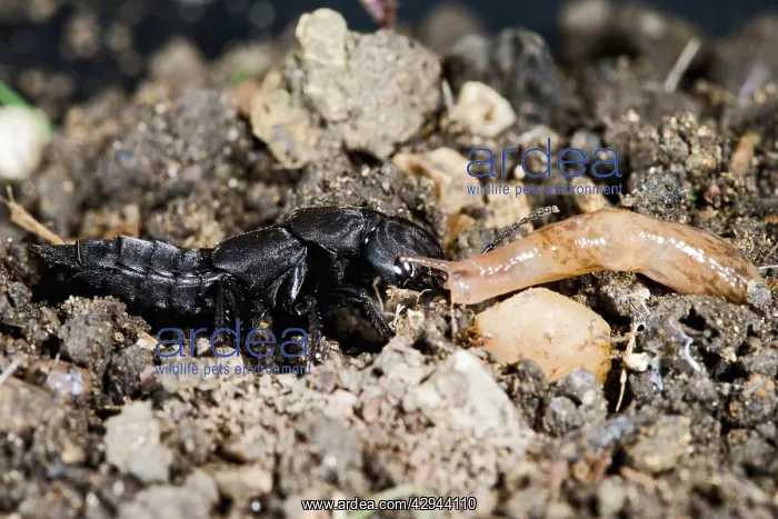 : Devil's coach horse beetle - feeding on slug : Devil's coach horse beetle - feeding on slug