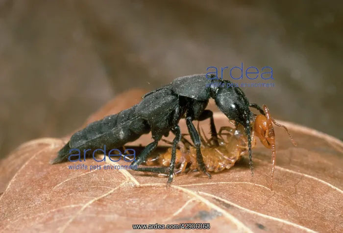 : Devil's Coach Horse Beetle - fighting a centipede : Devil's Coach Horse Beetle - fighting a centipede