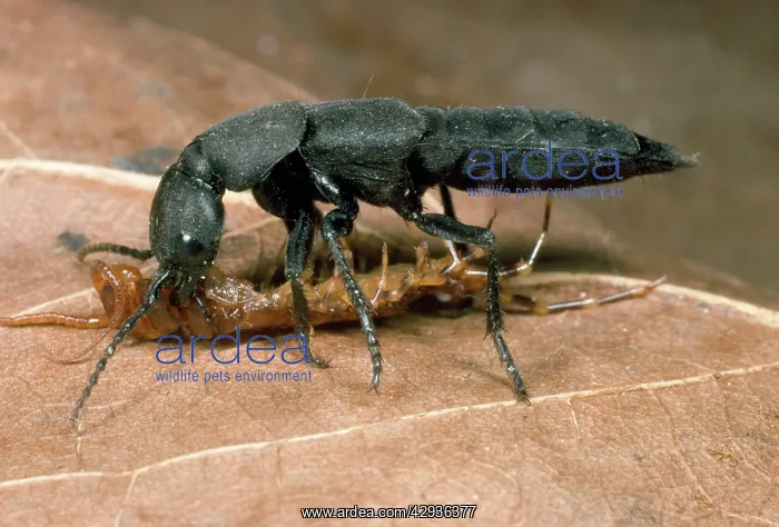  : Devil's Coach Horse Beetle - fighting a centipede
