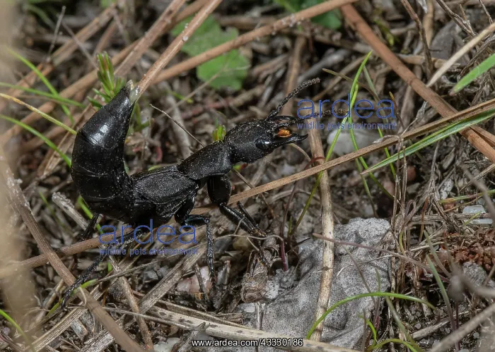 : Devil's coach-horse beetle, Ocypus olens, on hea : Devil's coach-horse beetle, Ocypus olens, on hea