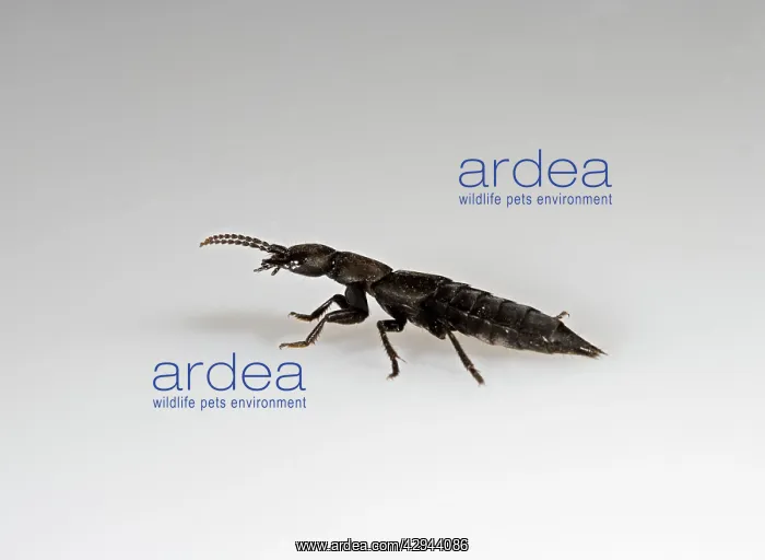 : Devil's coach horse Beetle - white background : Devil's coach horse Beetle - white background