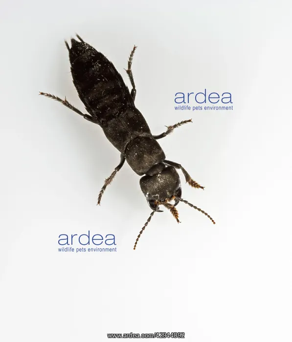 : Devil's coach horse Beetle - white background : Devil's coach horse Beetle - white background
