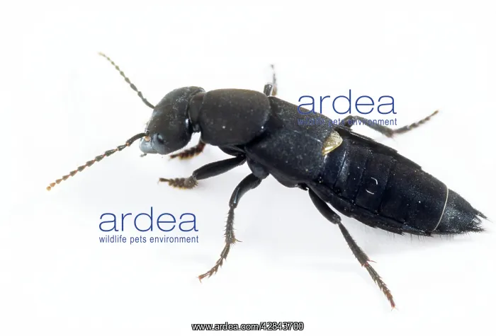: Devil's Coach-horse / Rove BEETLE : Devil's Coach-horse / Rove BEETLE