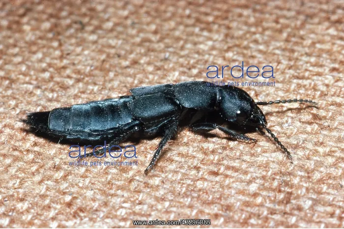 : Devil's Coach-horse / Rove BEETLE : Devil's Coach-horse / Rove BEETLE