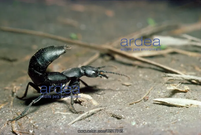 : Devil's Coach-horse / Rove BEETLE - aggressive display : Devil's Coach-horse / Rove BEETLE - aggressive display