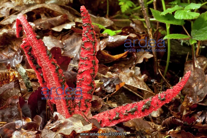 : Devil's fingers / Octopus stinkhorn fungus / Lysurus : Devil's fingers / Octopus stinkhorn fungus / Lysurus