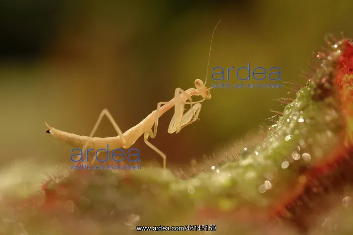 : Devil's Flower Mantis : Devil's Flower Mantis