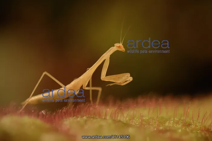 : Devil's Flower Mantis : Devil's Flower Mantis
