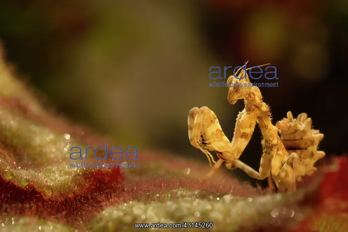 : Devil's Flower Mantis : Devil's Flower Mantis