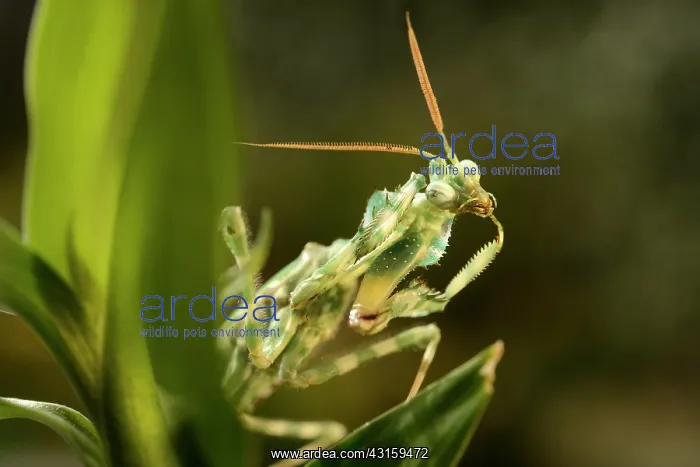 : Devil's Flower Mantis : Devil's Flower Mantis