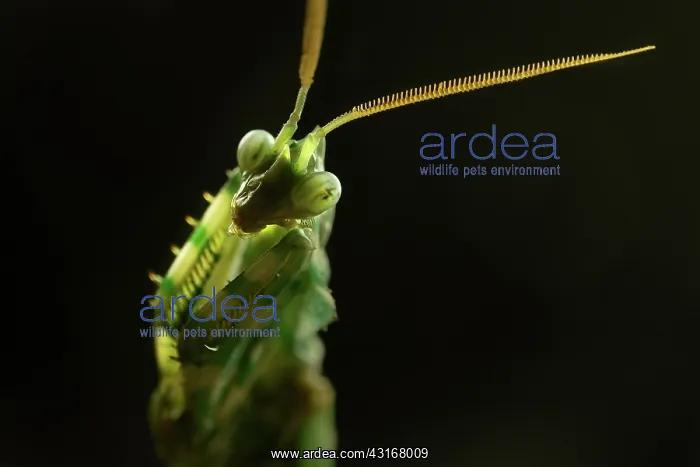 : Devil's Flower Mantis : Devil's Flower Mantis